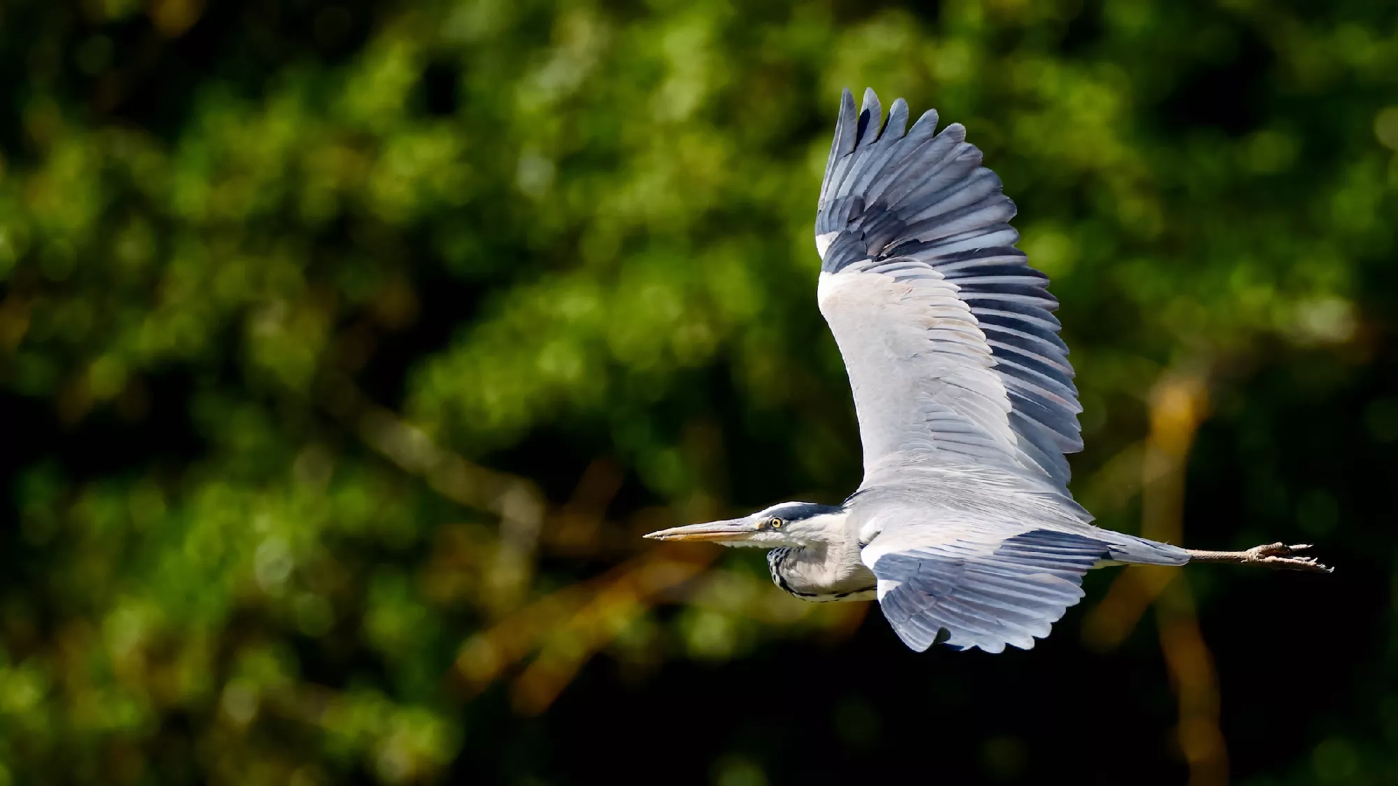 Portfolio/Europe/Photos/0002_Z9A9543_heron cendre.webp